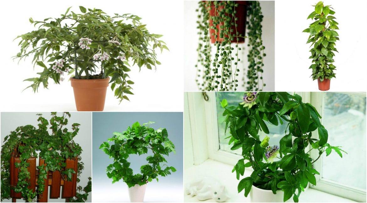 Plante agăţătoare şi târâtoare