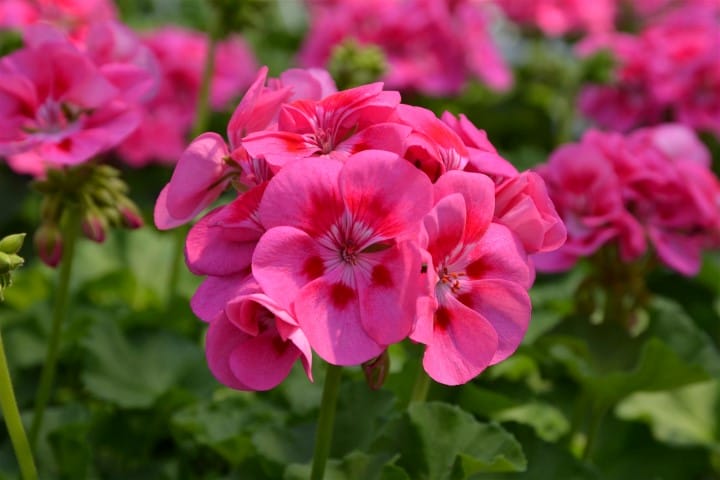 Pelargonium Zonale