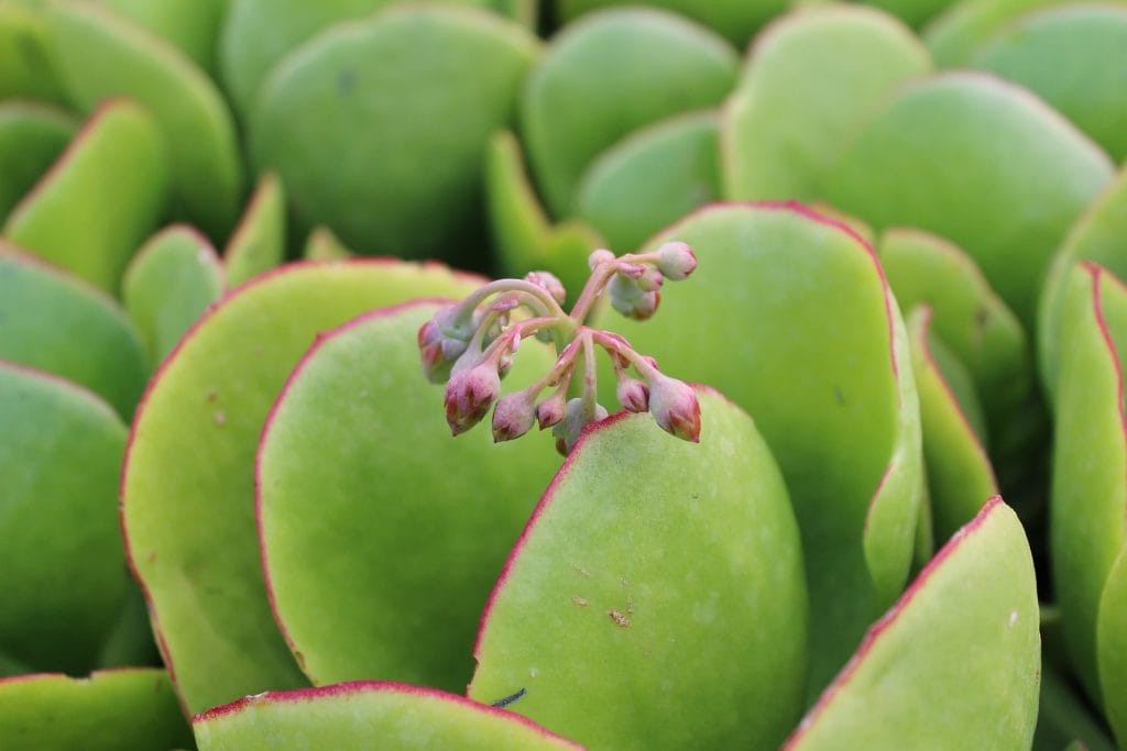 crassula