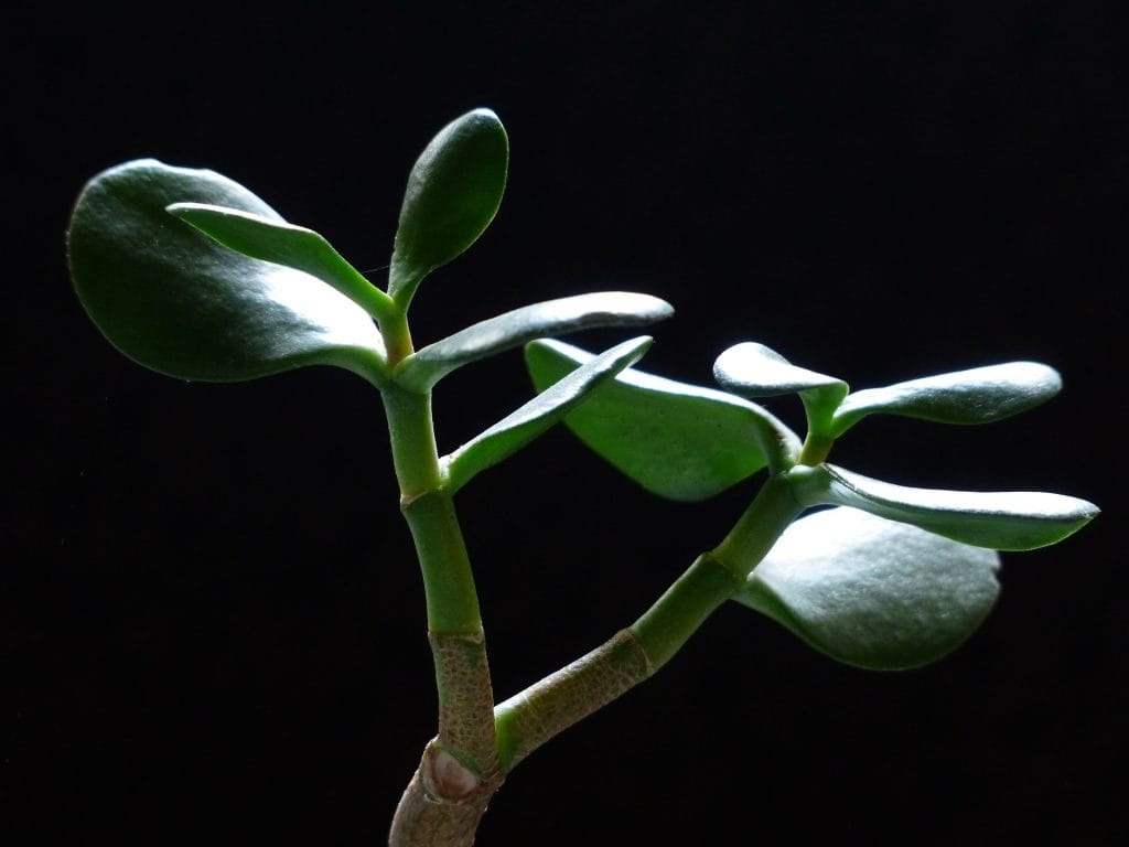 crassula