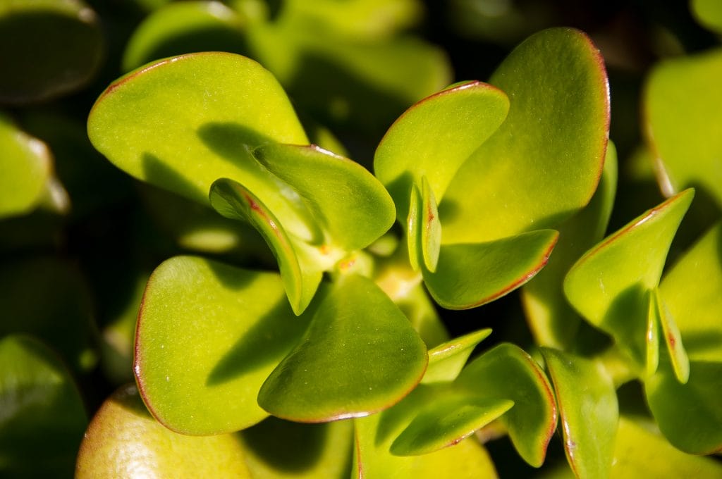 crassula