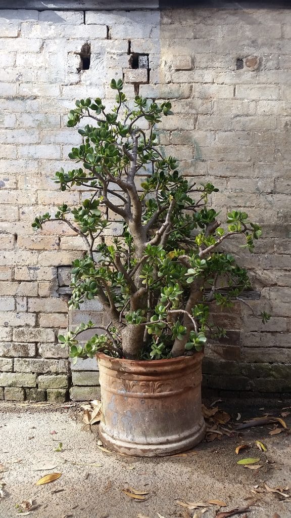 crassula