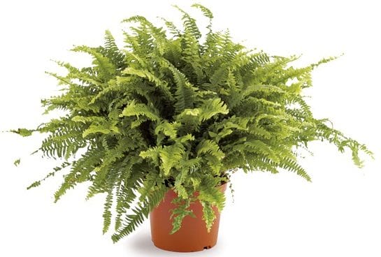 Feriga - planta care aduce noroc