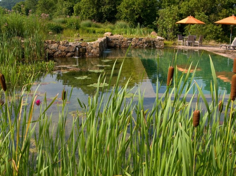 piscina naturala 8