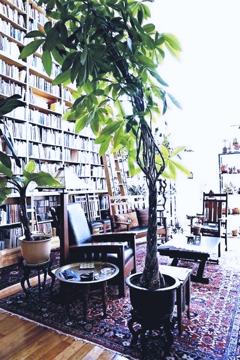 plante de talie înaltă