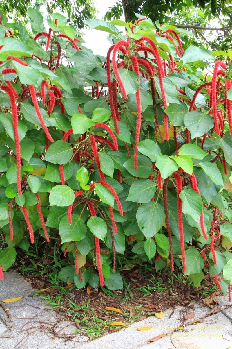 Acalypha hispida