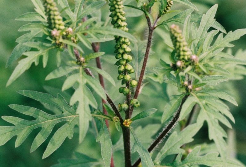 Ambrosia spp.