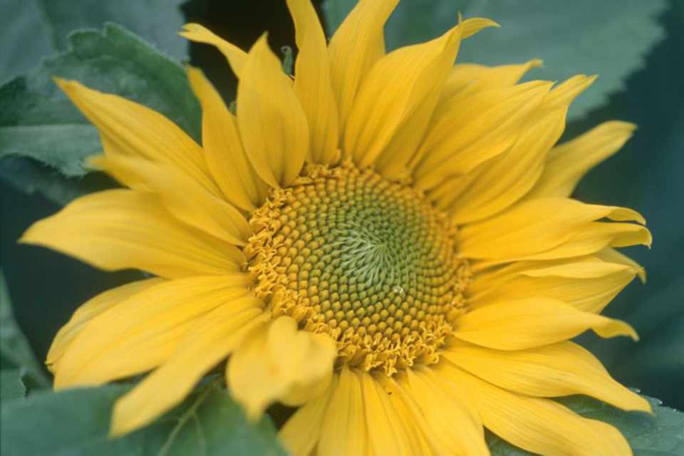 Helianthus annuus Apricot Twist