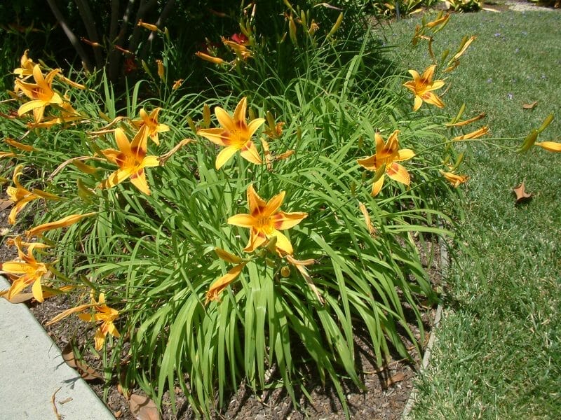 Hemerocallis hybrids