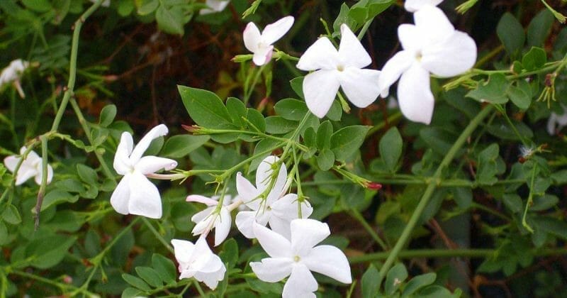 Jasminum spp.