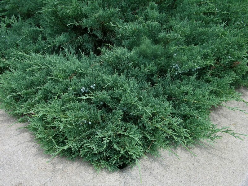 Juniperus spp.