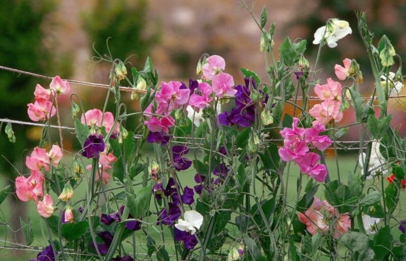 Lathyrus spp.