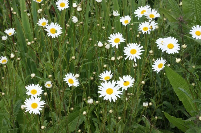 Leucanthem vulgare