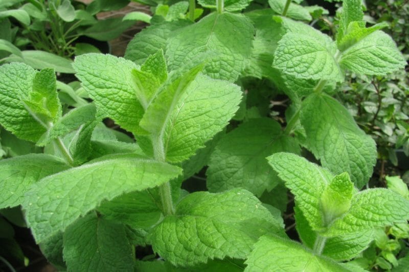 Mentha spp.