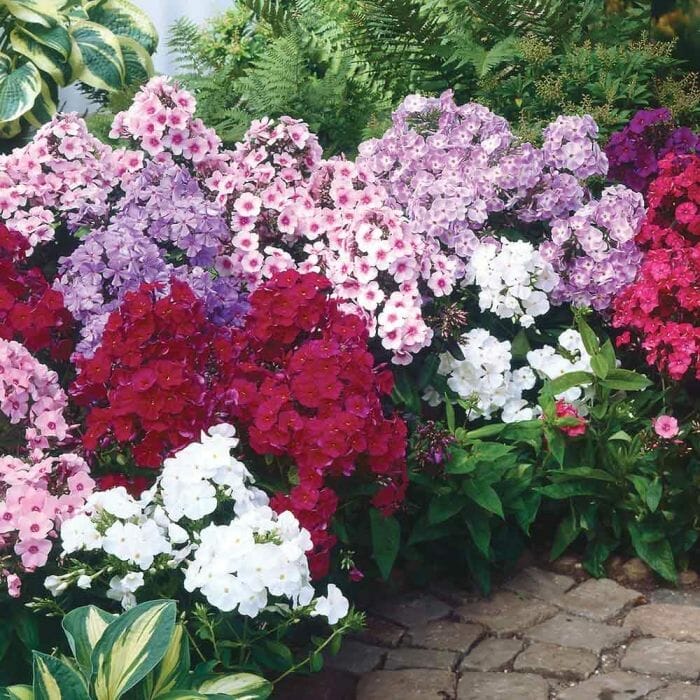 Phlox paniculata