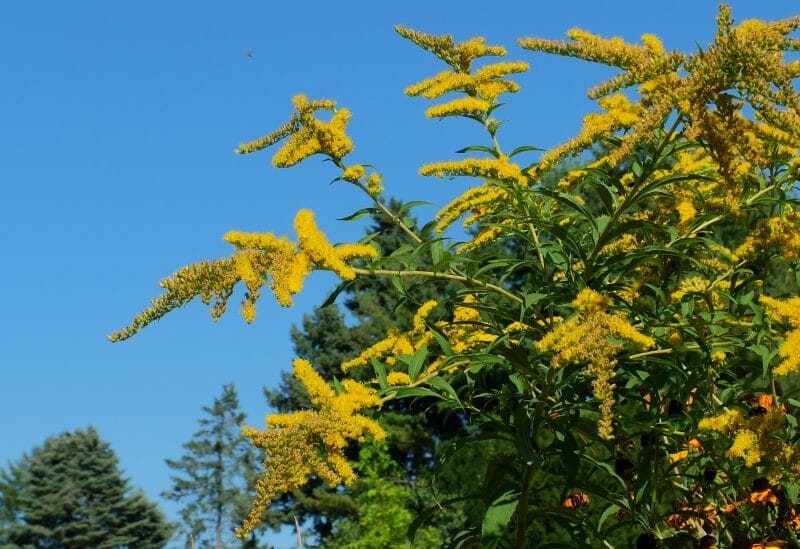 Solidago spp.