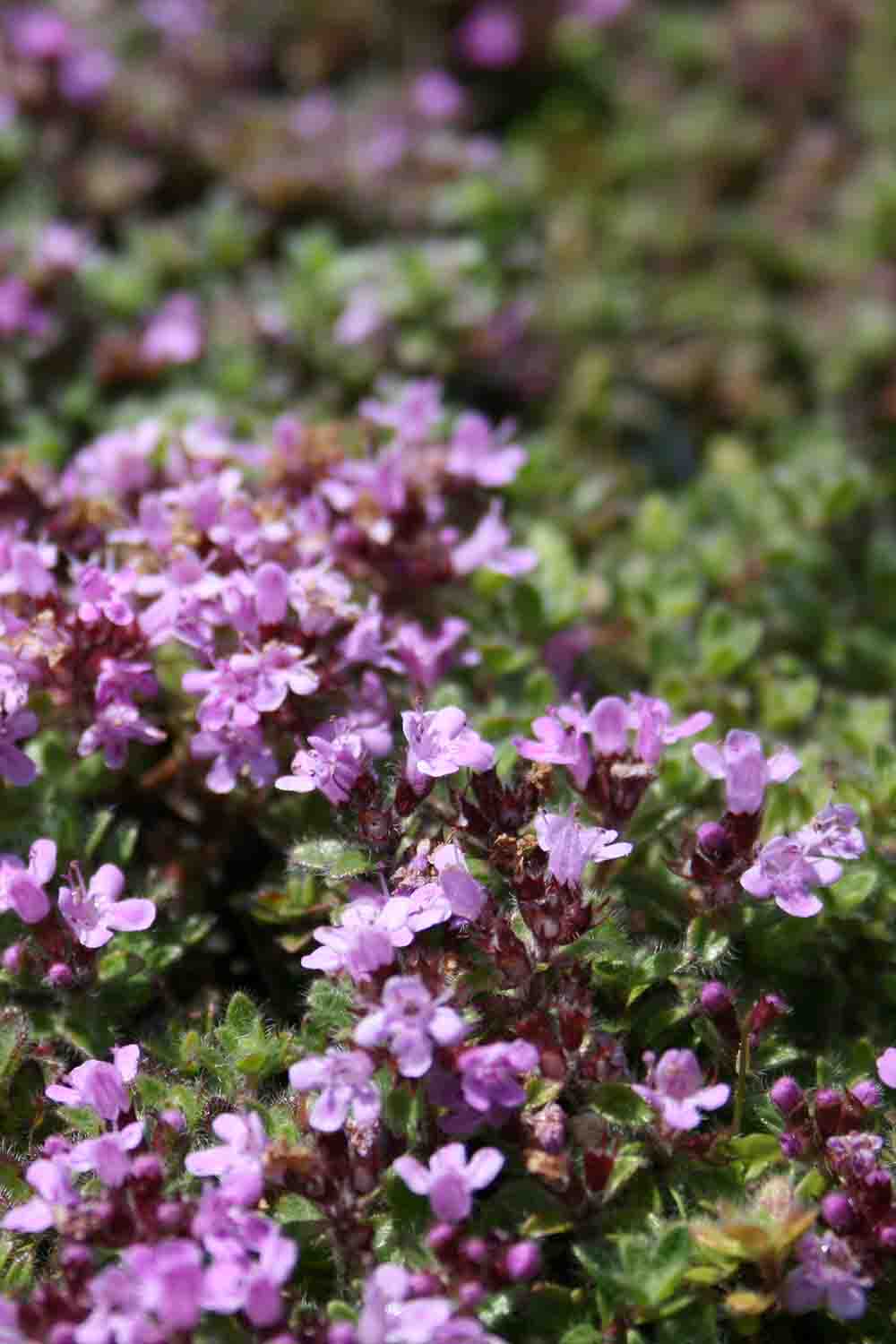 Thymus pseudolanuginosus