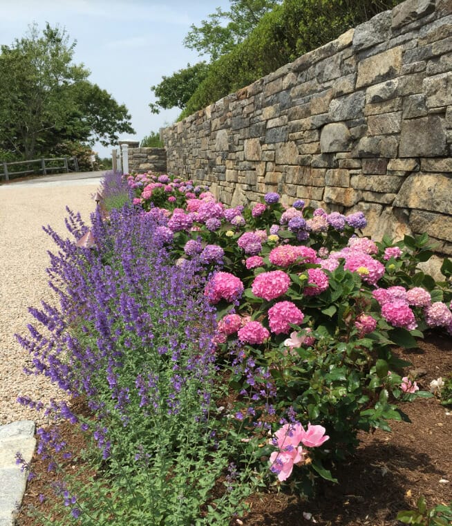 lavanda în grădină