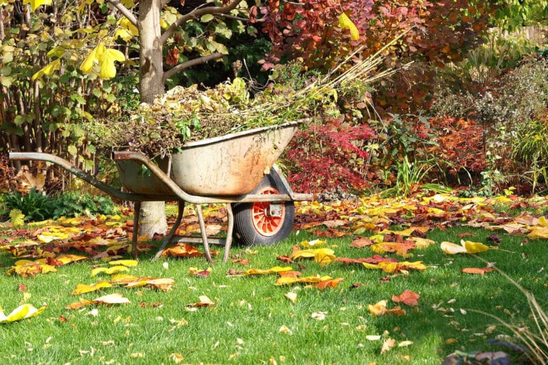 noiembrie in gradina gazon