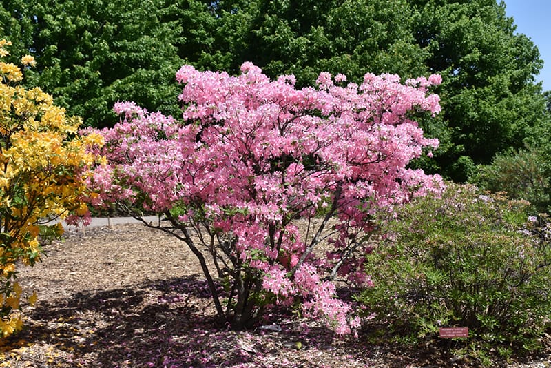azalee arbust Rhododendron
