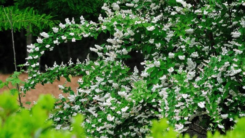 arbusti ornamentali de gradina cu flori albe