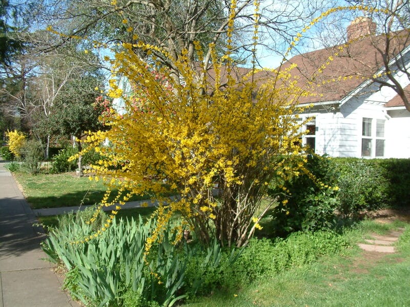 Forsythia x intermedia, plante ornamentale de gradina cu flori
