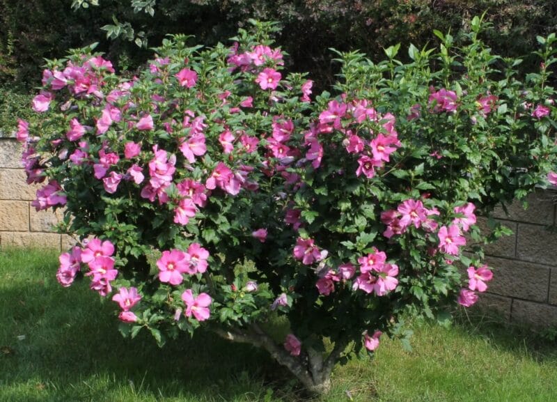 aerbusti ornamentali hibiscus gradina