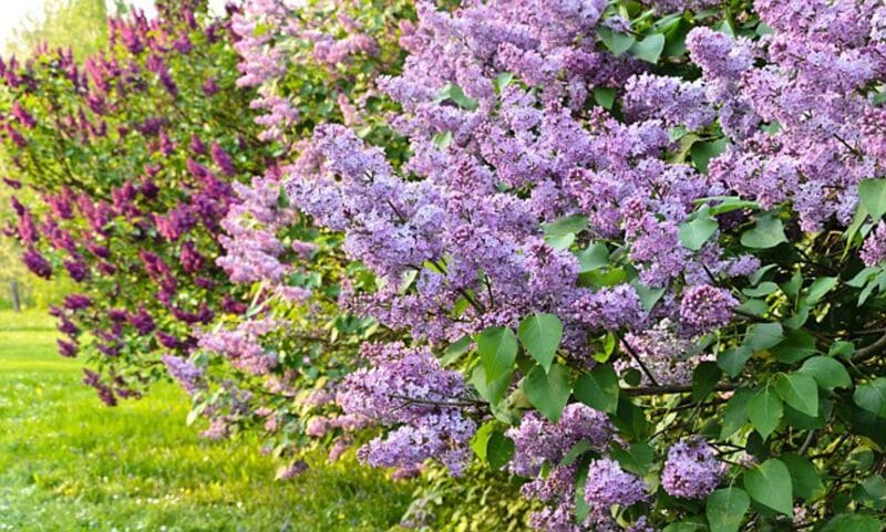 liliacul de gradina liliac arbust ornamental