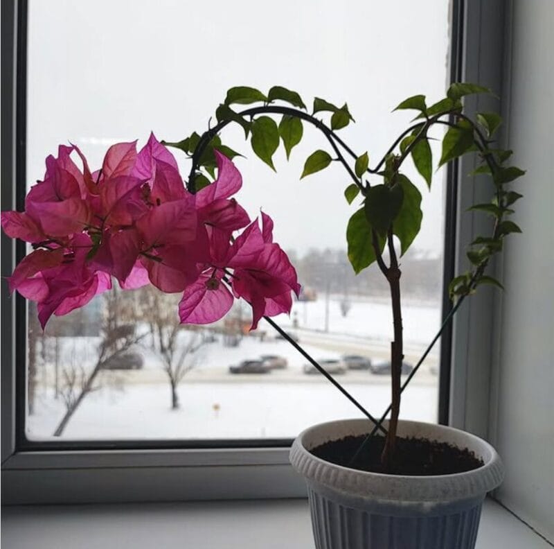 plante colorate de interior pentru sezonul rece