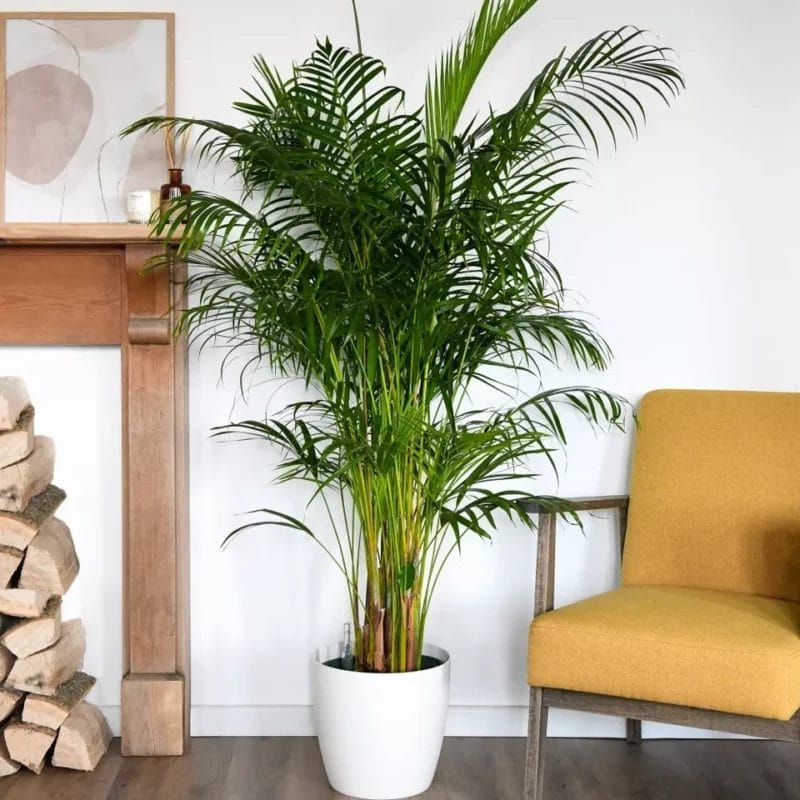 palmier, plante de apartament cu frunze de palmier