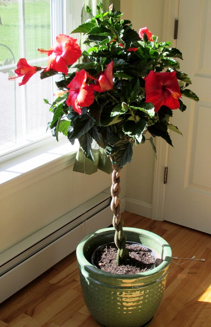 plante de interior care infloresc iarna, trandafirul chinezesc